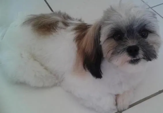 Cachorro raça  idade 1 ano nome MALU