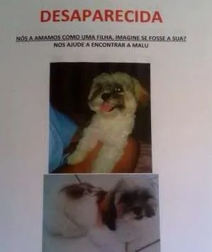 Cachorro raça  idade 1 ano nome MALU