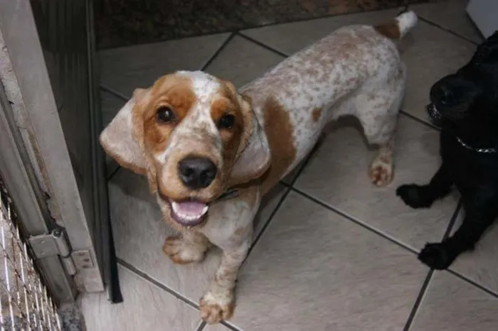 Cachorro ra a Cocker idade 1 ano nome marley