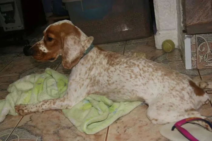 Cachorro ra a Cocker idade 1 ano nome marley
