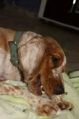 marley