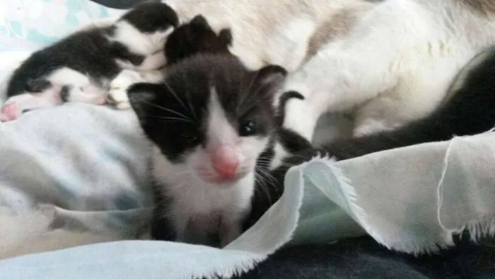 Gato ra a SRD idade Abaixo de 2 meses nome Frodo