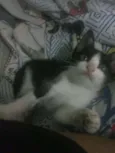 Frodo