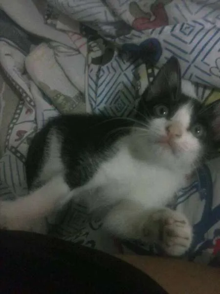 Gato ra a SRD idade Abaixo de 2 meses nome Frodo
