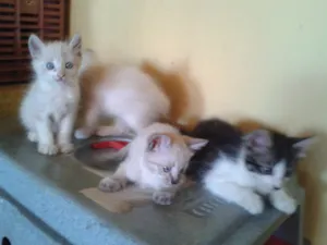 Gato raça  idade Abaixo de 2 meses nome Gatinhos