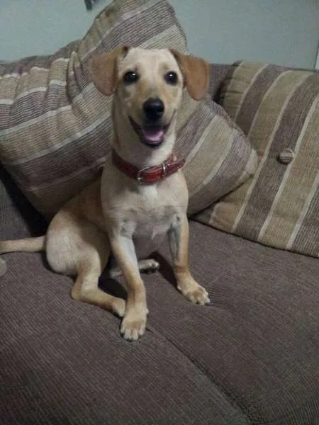 Cachorro ra a SRD idade 7 a 11 meses nome Acerola