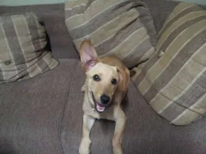 Cachorro raça SRD idade 7 a 11 meses nome Acerola