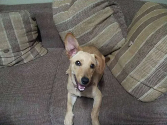 Cachorro ra a SRD idade 7 a 11 meses nome Acerola