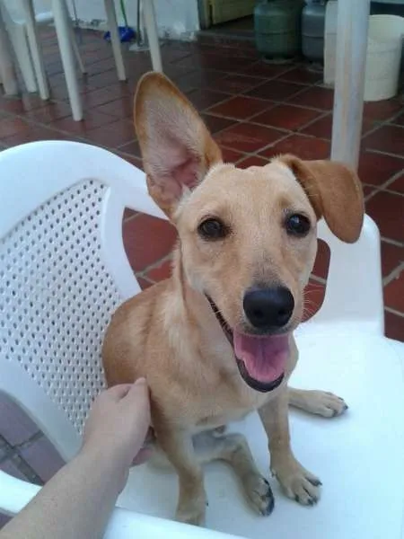 Cachorro ra a SRD idade 7 a 11 meses nome Acerola