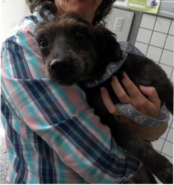 Cachorro ra a SRD idade 3 anos nome Teco
