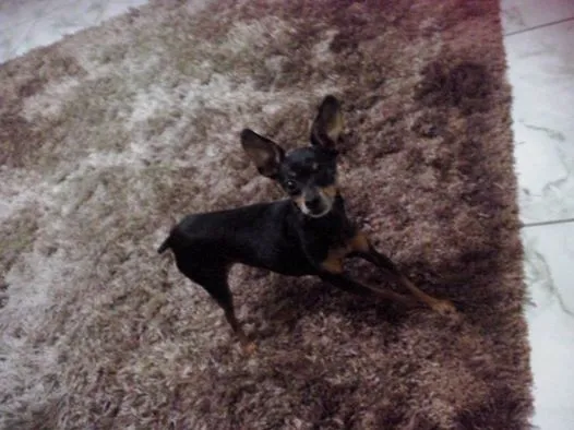 Cachorro ra a Pinscher idade 5 anos nome bili