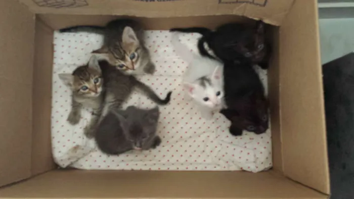 Gato ra a Sem Raça idade 2 a 6 meses nome Sem Nome