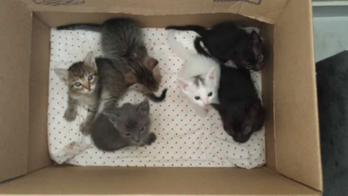 Gato ra a Sem Raça idade 2 a 6 meses nome Sem Nome