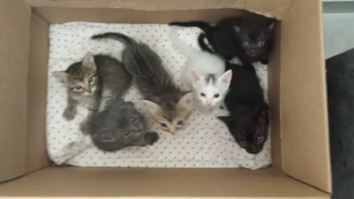 Gato ra a Sem Raça idade 2 a 6 meses nome Sem Nome