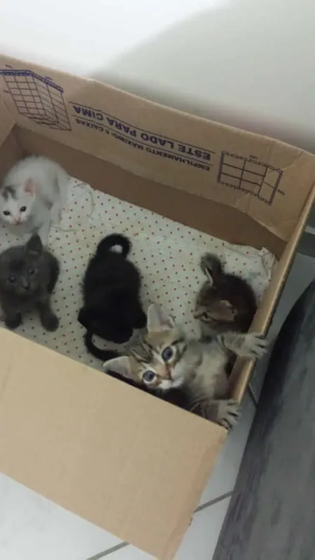 Gato ra a Sem Raça idade 2 a 6 meses nome Sem Nome