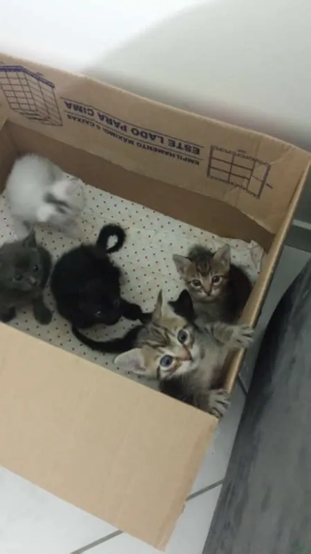 Gato ra a Sem Raça idade 2 a 6 meses nome Sem Nome