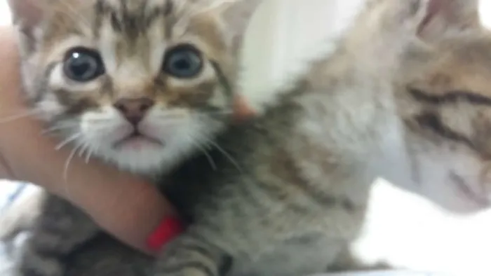 Gato ra a Sem Raça idade 2 a 6 meses nome Sem Nome