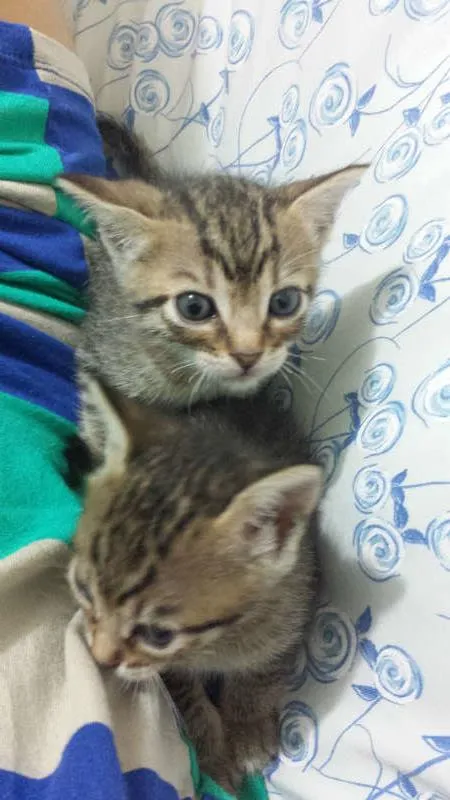 Gato ra a Sem Raça idade 2 a 6 meses nome Sem Nome