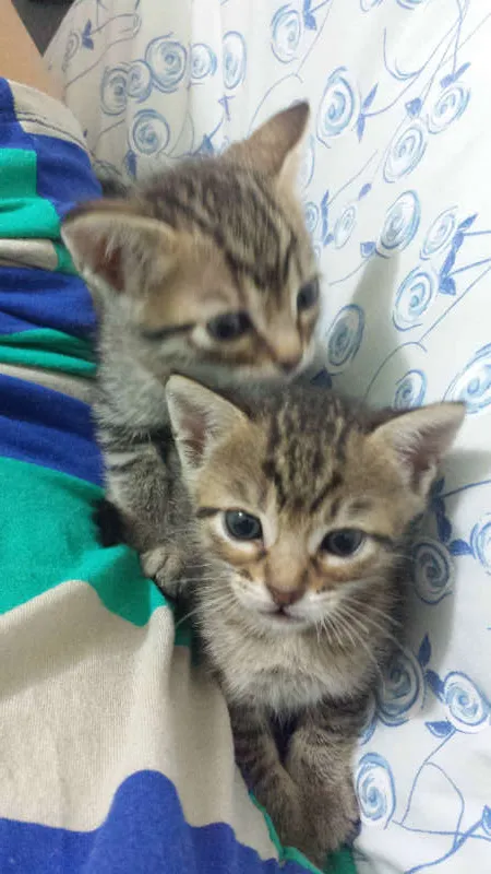 Gato ra a Sem Raça idade 2 a 6 meses nome Sem Nome