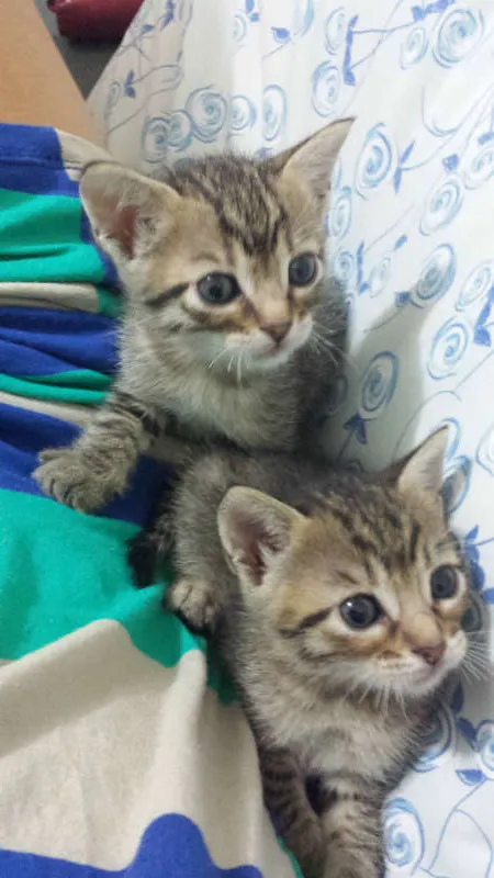 Gato ra a Sem Raça idade 2 a 6 meses nome Sem Nome