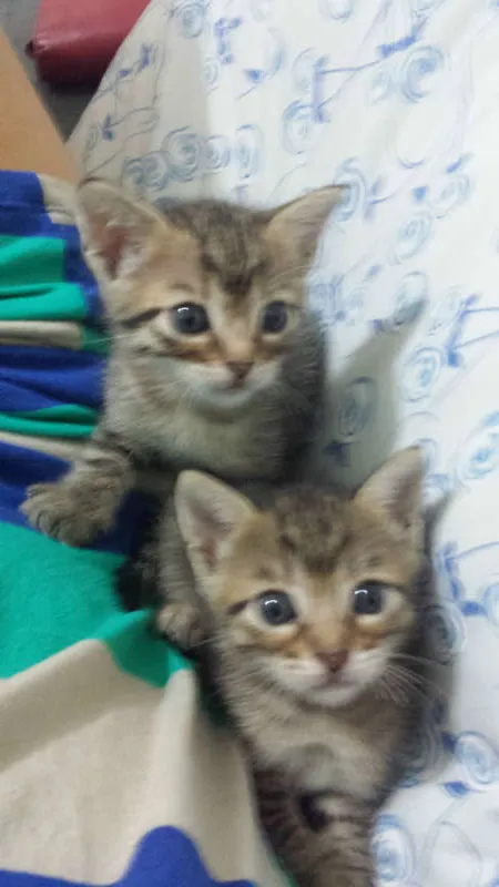 Gato ra a Sem Raça idade 2 a 6 meses nome Sem Nome