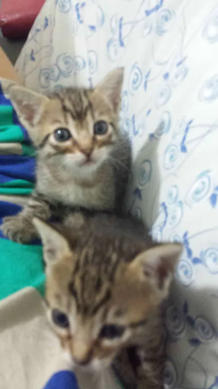 Gato ra a Sem Raça idade 2 a 6 meses nome Sem Nome