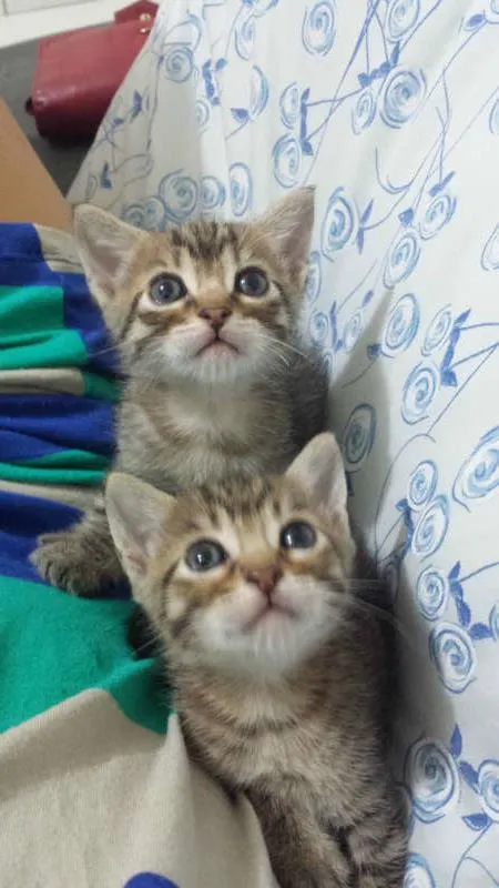 Gato ra a Sem Raça idade 2 a 6 meses nome Sem Nome