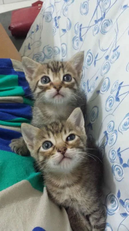 Gato ra a Sem Raça idade 2 a 6 meses nome Sem Nome