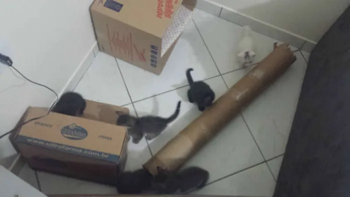 Gato ra a Sem Raça idade 2 a 6 meses nome Sem Nome