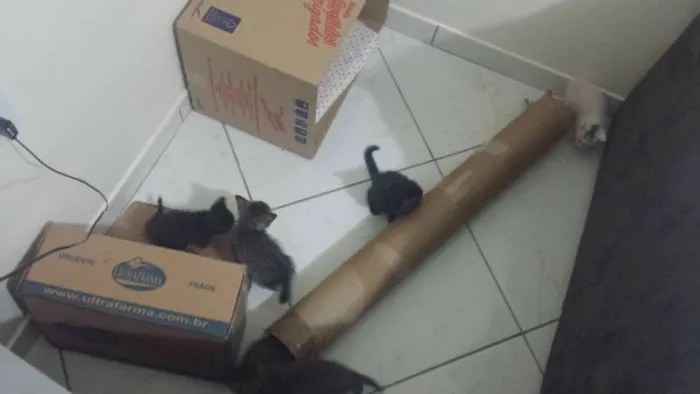 Gato ra a Sem Raça idade 2 a 6 meses nome Sem Nome