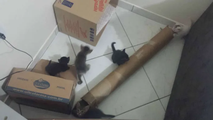 Gato ra a Sem Raça idade 2 a 6 meses nome Sem Nome