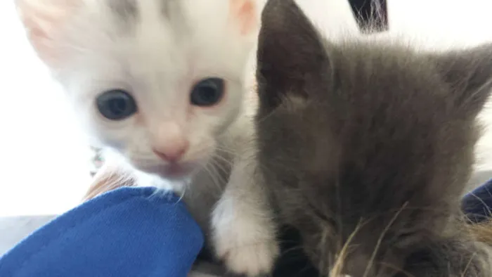 Gato ra a Sem Raça idade 2 a 6 meses nome Sem Nome