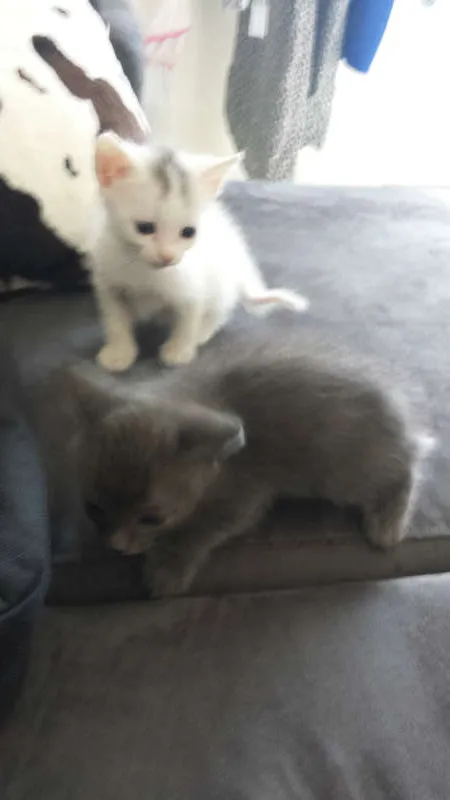 Gato ra a Sem Raça idade 2 a 6 meses nome Sem Nome
