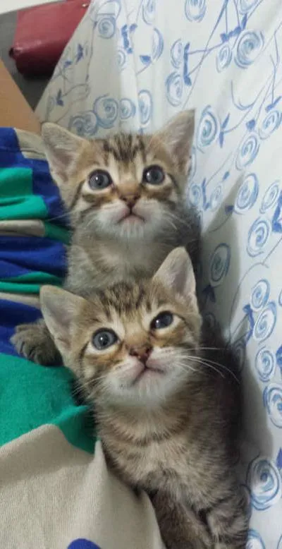 Gato ra a Sem Raça idade 2 a 6 meses nome Sem Nome