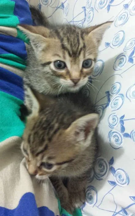 Gato ra a Sem Raça idade 2 a 6 meses nome Sem Nome