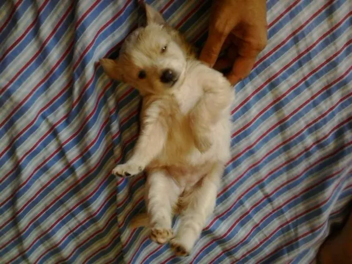 Cachorro ra a poodle mestico idade Abaixo de 2 meses nome magy