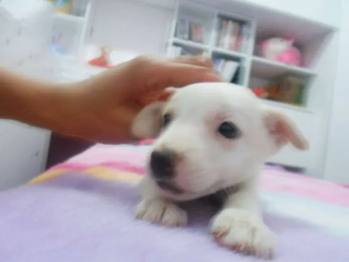 Cachorro ra a poodle mestico idade Abaixo de 2 meses nome magy