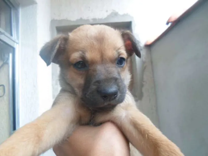 Cachorro ra a poodle mestico idade Abaixo de 2 meses nome magy