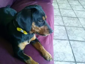 Cachorro raça bassate com pinscher idade 7 a 11 meses nome buba