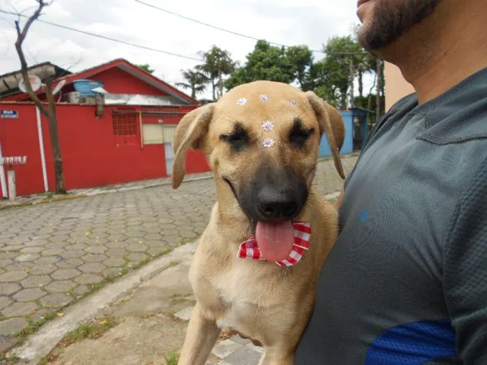 Cachorro ra a SRD idade 2 a 6 meses nome Sem nome