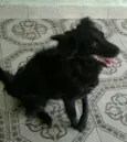 Neguinho