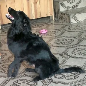Cachorro raça SRD idade 7 a 11 meses nome Neguinho