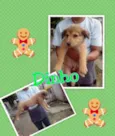 Pretinha, Prince , 