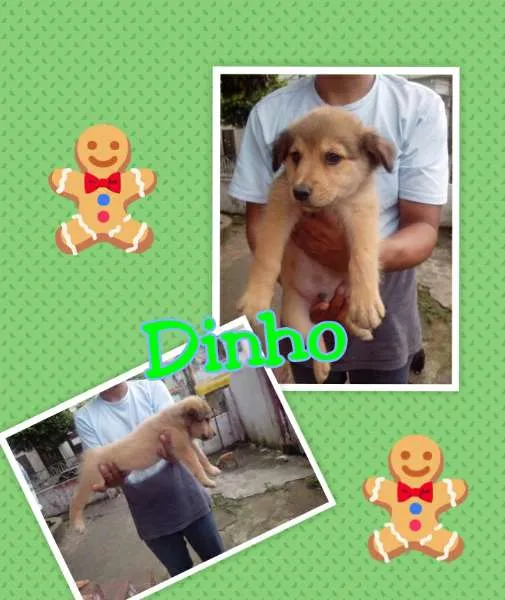 Cachorro raça não definida idade 2 a 6 meses nome Pretinha, Prince , 