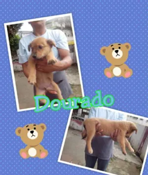 Cachorro raça não definida idade 2 a 6 meses nome Pretinha, Prince , 
