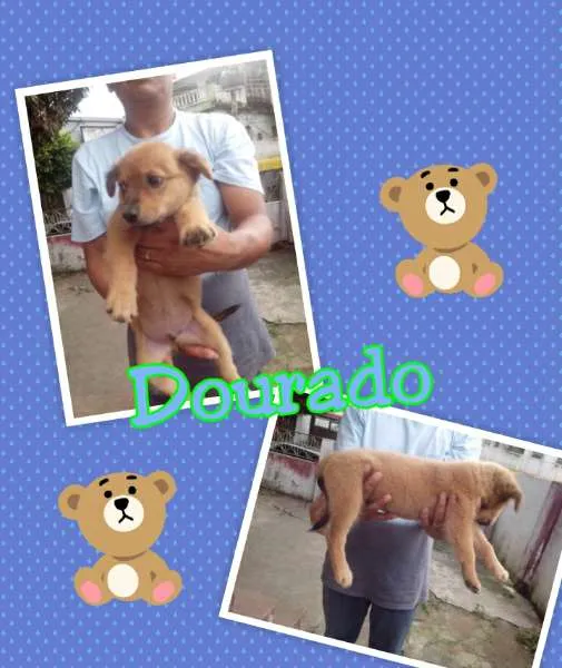 Cachorro raça não definida idade 2 a 6 meses nome Pretinha, Prince , 