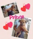 Pretinha, Prince , 