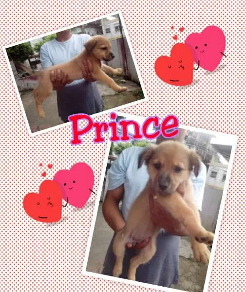 Cachorro raça não definida idade 2 a 6 meses nome Pretinha, Prince , 