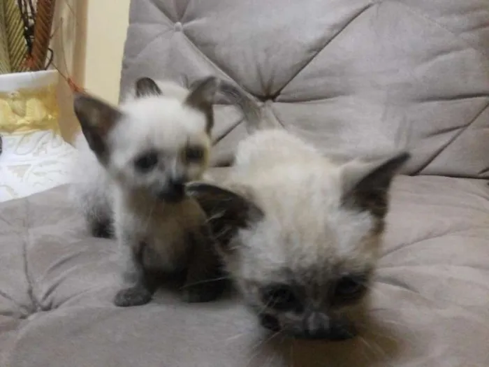 Gato ra a Siamês idade 2 a 6 meses nome Lana,Jesus,Maria