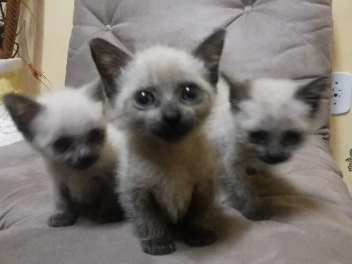 Gato ra a Siamês idade 2 a 6 meses nome Lana,Jesus,Maria